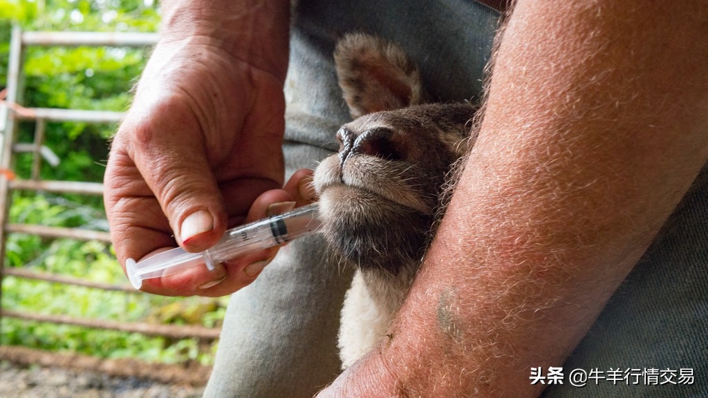 羊肠胃疾病如何治疗用什么药,治羊病的最佳方法