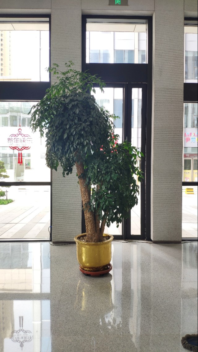 养的花老掉叶子,还越长越乱?老师傅的修剪方法,花越长越旺!