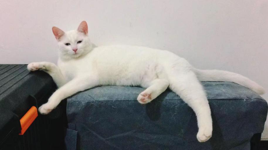 田园猫常见的8个品种,田园猫最厉害的是什么猫