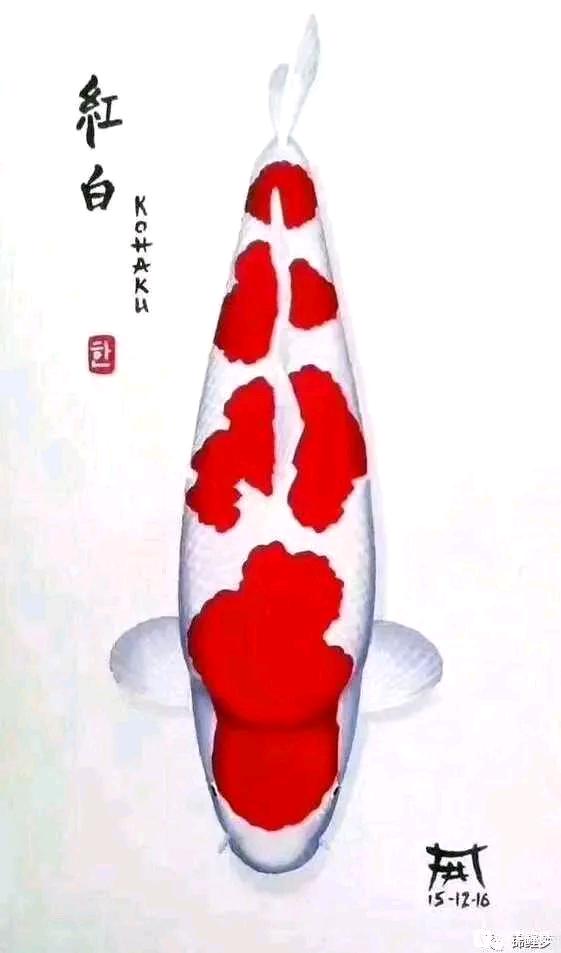 春季锦鲤烂尾病怎么治,春季锦鲤疾病预防