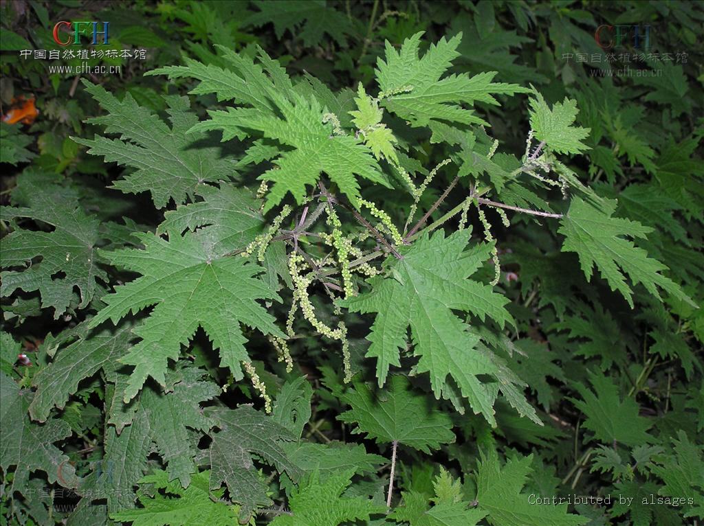 中草药荨麻的功效,荨麻疹有什么中草药可以治疗