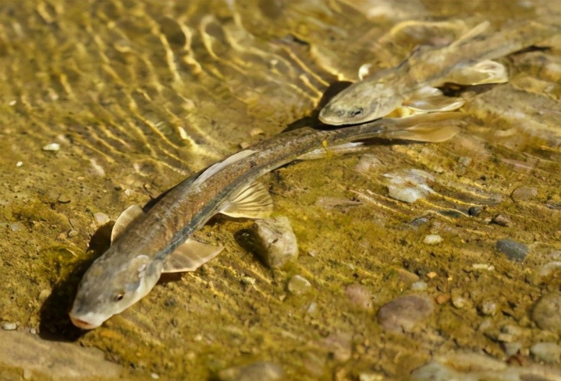 黄河鲤鱼是它的祖先，味道鲜美曾当饭吃，鱼卵有剧毒，如今禁食了
