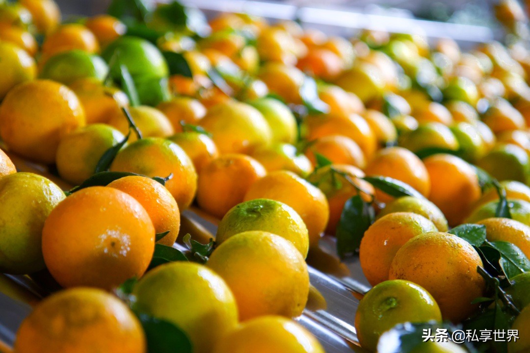 中国哪的橙子最出名,中国哪的橙子好吃产地排名
