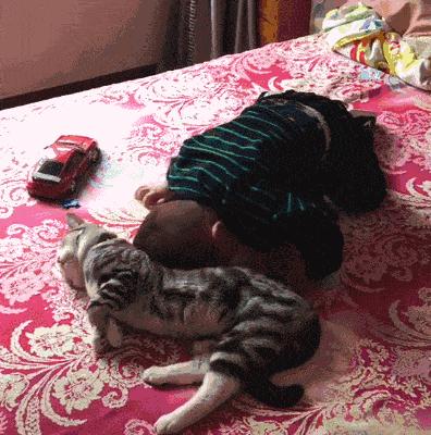 我们一起“拼猫”好不好？乖巧的时候归我，撒泼的时候归你