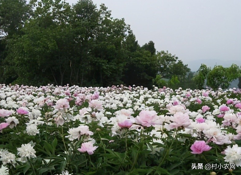 农村最赚钱的创业项目是,2022年农村创业致富的好项目