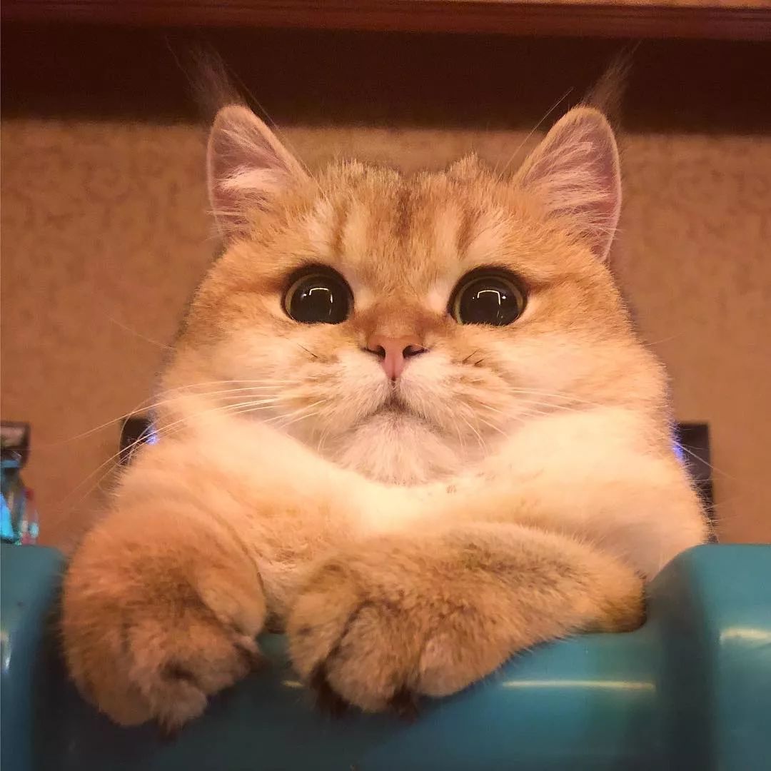 猫咪最不可以碰的地方是哪里,猫咪最不能碰的几个地方