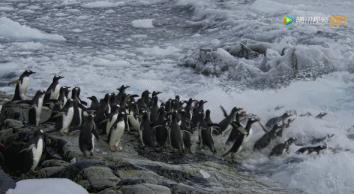 炸裂9.9,BBC再出神片,美得让人脸红