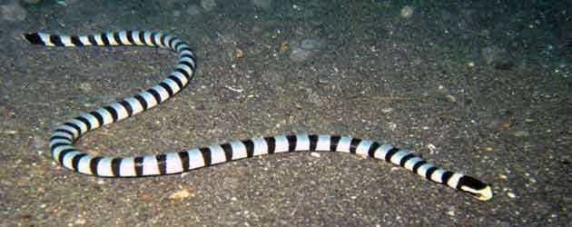 有毒蛇的地方长什么草,有毒蛇和无毒蛇咬的伤口区别