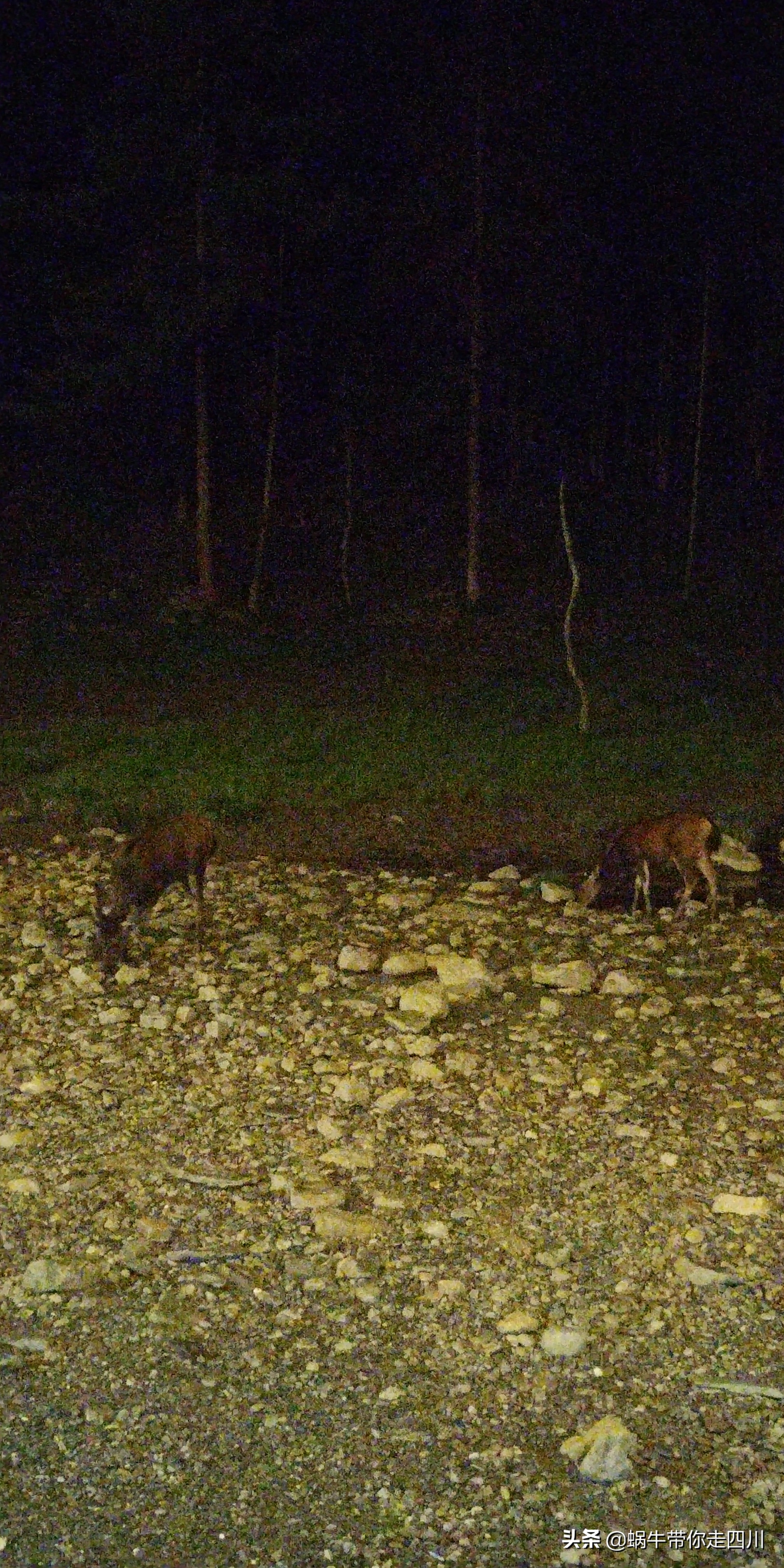 成都到西藏旅游一家三口,成都出发三天两夜旅行套票