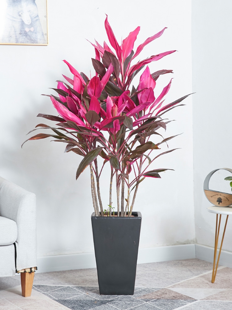 好看又好养的盆花,人养花也养人