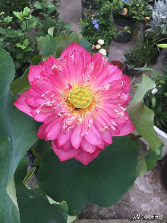 莲子长成荷花过程,一盆莲花种几颗莲子