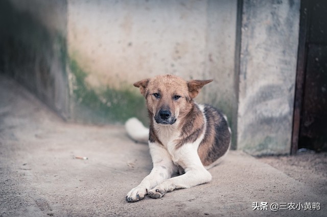 农村土狗看家护院精品,你知道农村土狗的繁衍能力吗