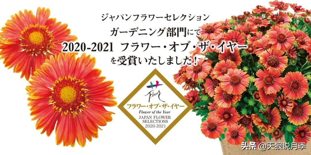 足不出户,带你了解2020日本园艺圈「新品种大赏」