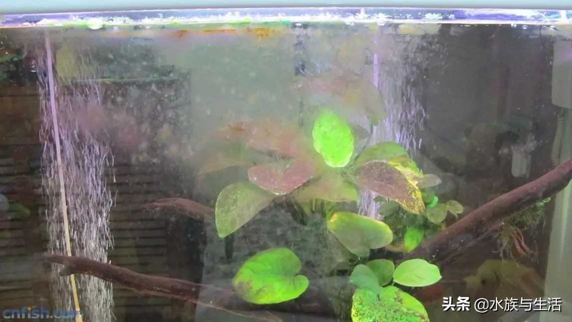 鱼缸中的清洁工最好的选择,鱼缸清洁工清道夫有作用吗