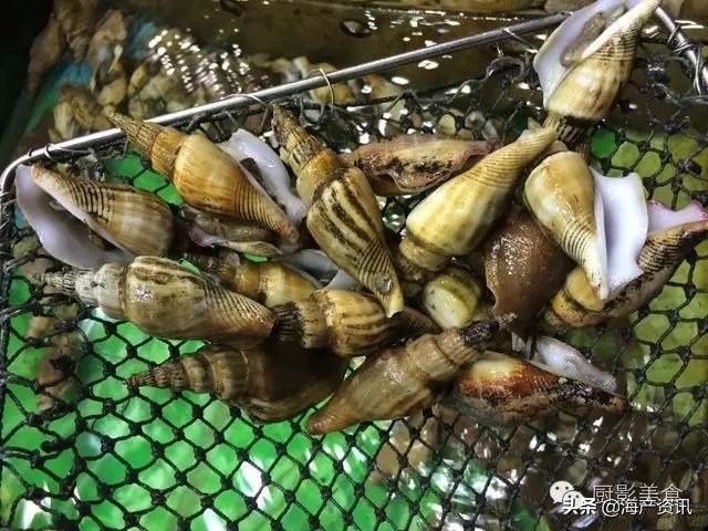 这些外形奇葩而味道超级赞的海鲜,广东十大硬核海鲜品种