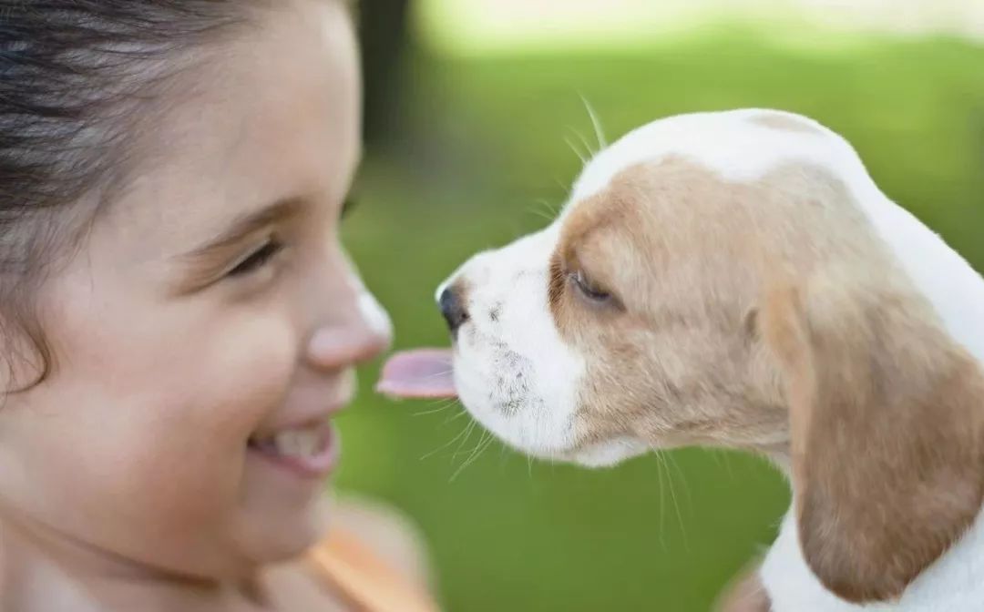 千万不要让狗去舔伤口很危险的,千万不要舔狗舔到最后一无所有