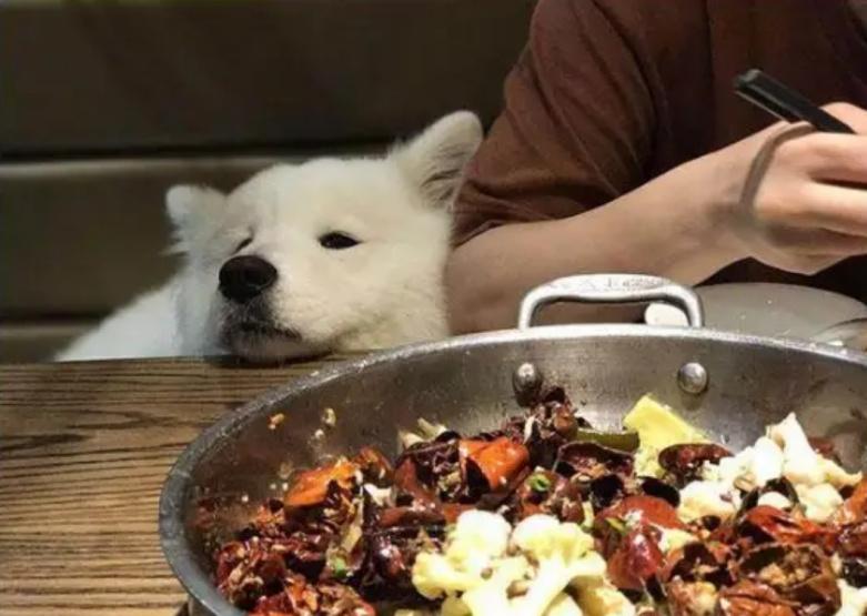 萨摩耶犬和金毛犬性格的区别,萨摩耶的七个特征