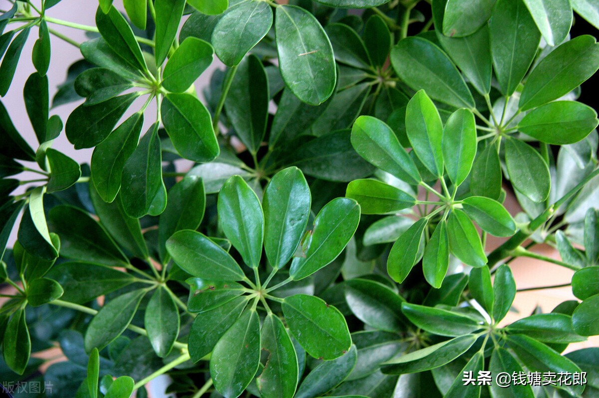 鸭掌木刚栽上叶子耷拉变软怎么办,鸭掌木叶子耷拉变软也不长怎么办