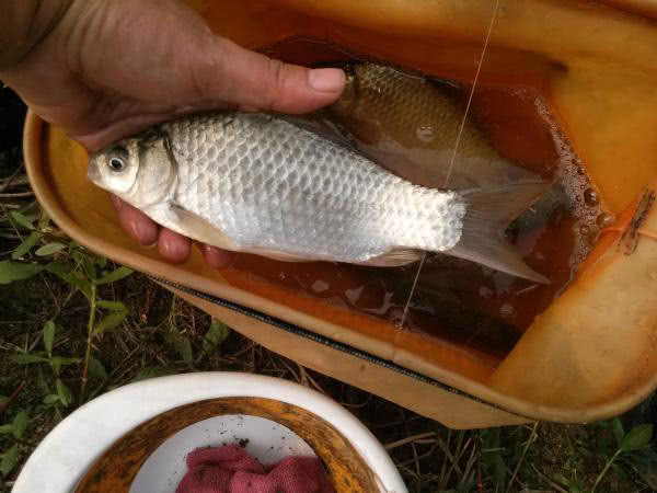 秋季钓鱼的正确方法,秋季钓鱼技巧选饵料