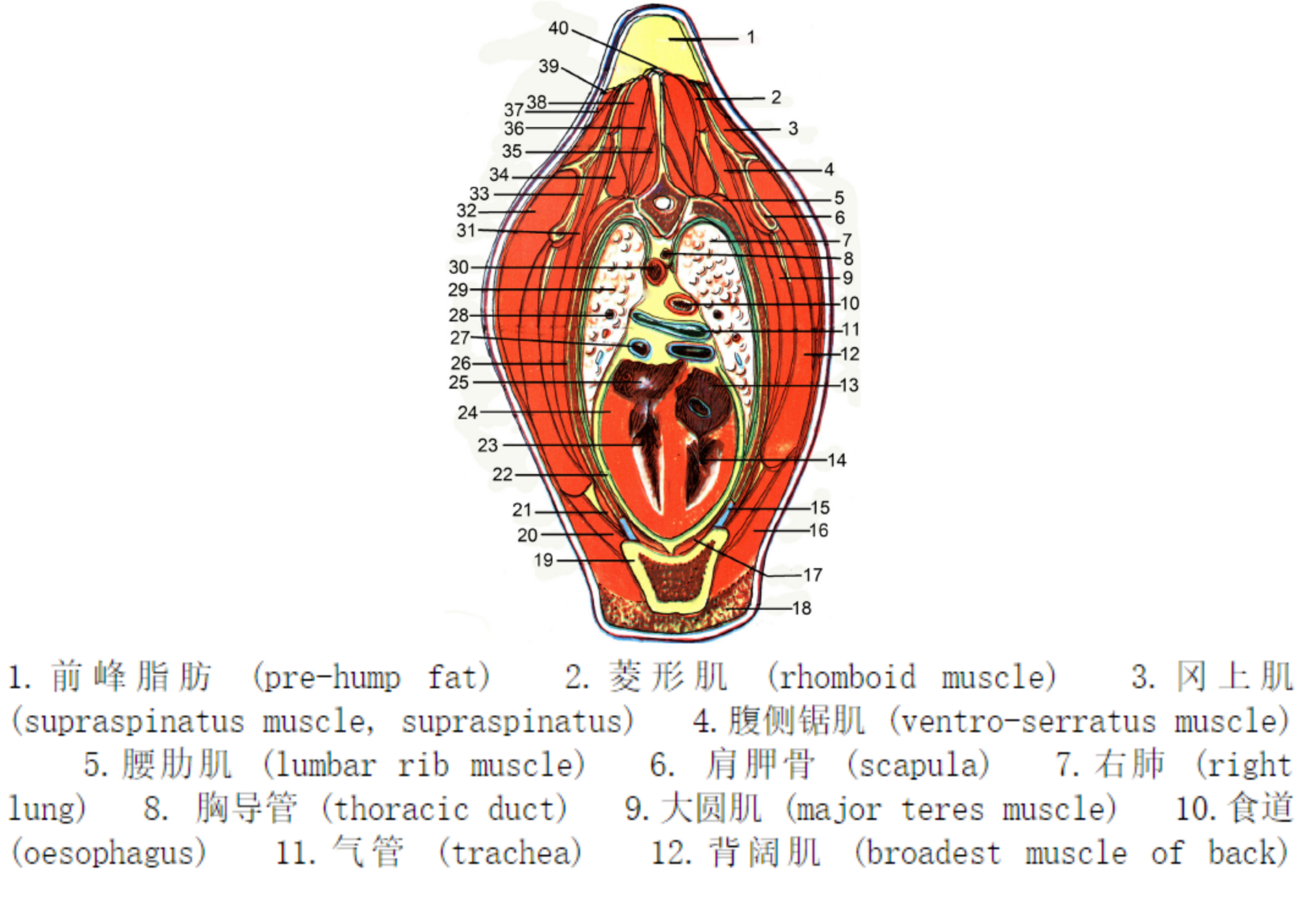 被称为沙漠之舟的骆驼站,被誉为沙漠之舟的骆驼原版