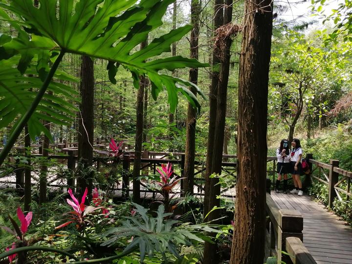 南宁有个“天然氧吧”，藏在狮山公园里，拥有一片绝美的水杉林