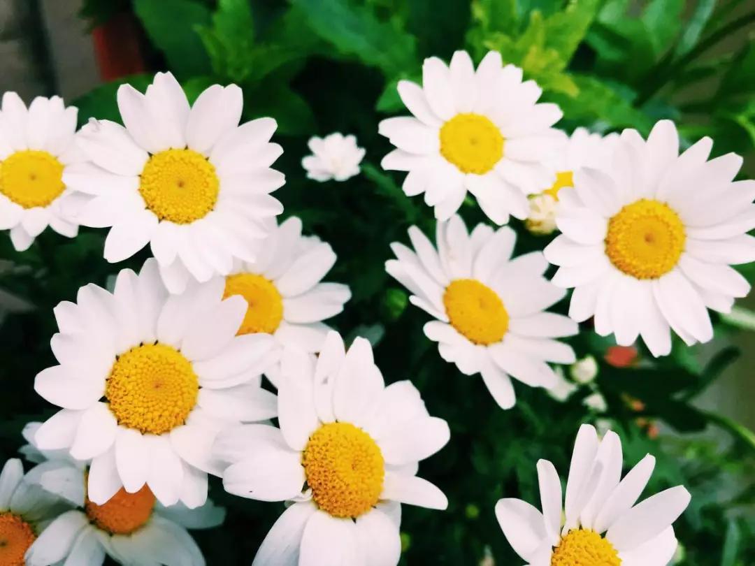 世界各国的国花集锦,英国国花世界各国的国花