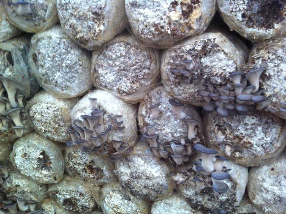 玉米芯生料栽培平菇新技术,平菇种植玉米芯发酵流程