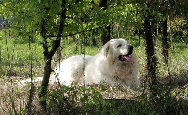 法国皇家护卫犬大白熊,女生适合养的护卫犬大白熊犬