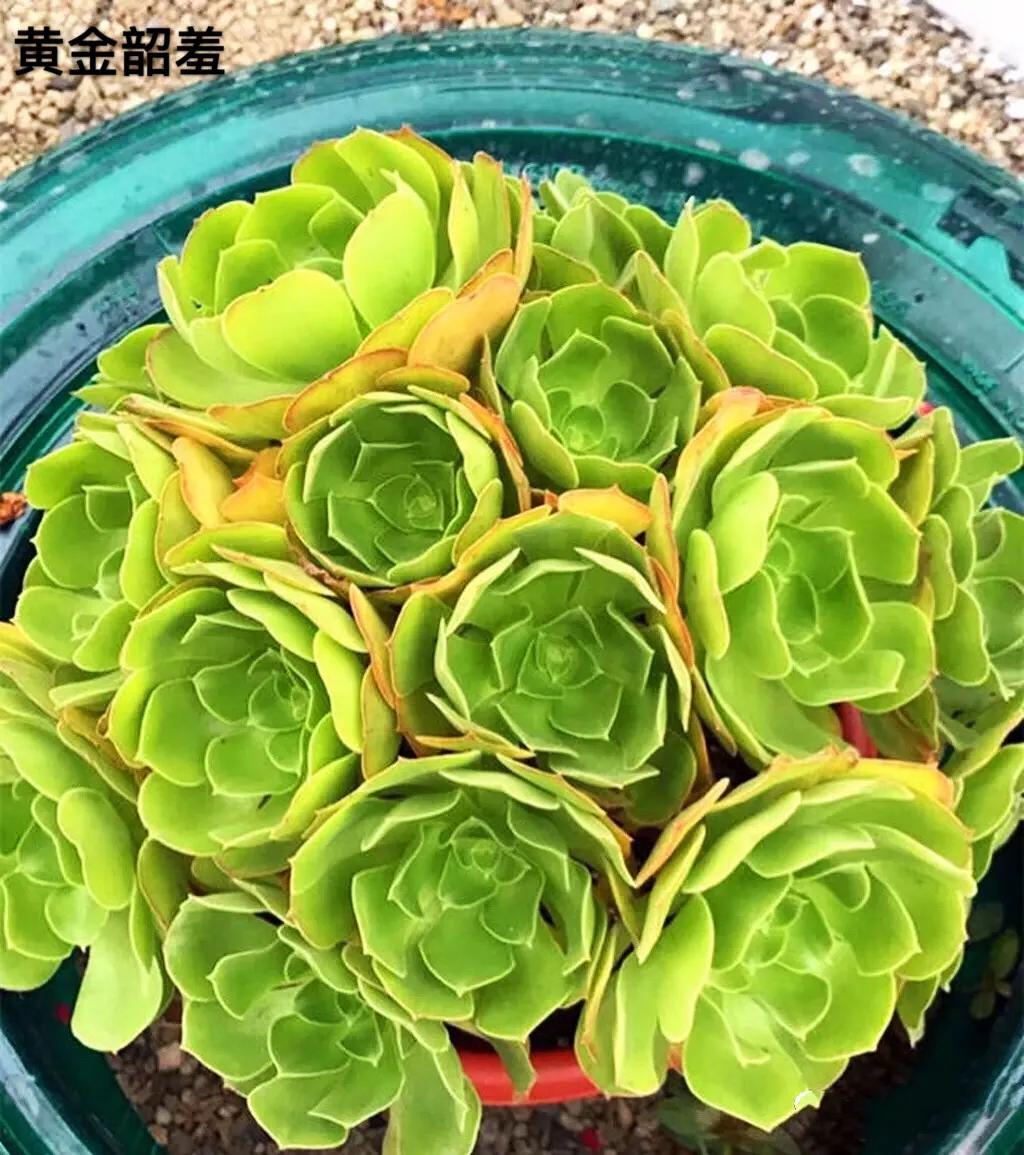 多肉法师韶羞现在能摘心吗,韶羞法师和荷兰玫瑰法师的区别