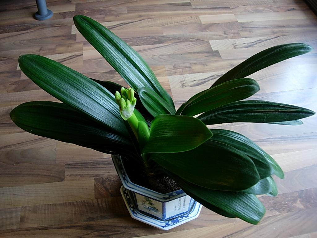 适合室内养的寓意好的大型绿植,什么样的绿植养起来带来好运