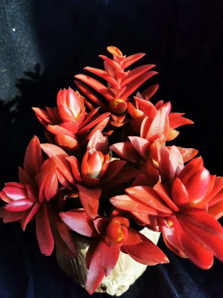 多肉砍头的怎么养,多肉怎么砍头才能爆发