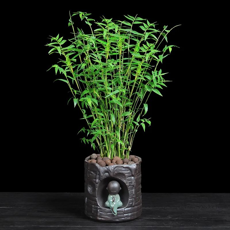 家中养竹子有什么讲究,竹子代表什么含义节节高升