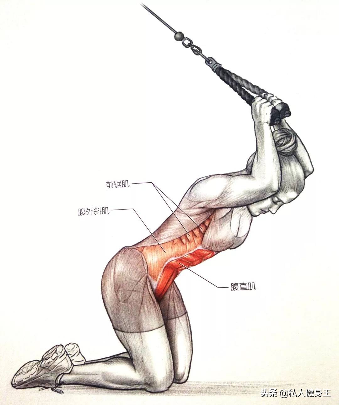 练鲨鱼线最有效果动作,鲨鱼线怎么练最快图解
