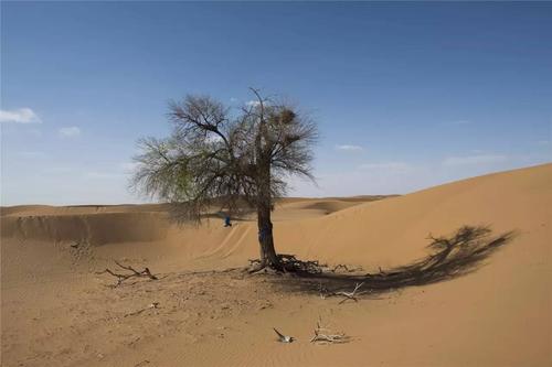 沙漠中迷路将水喝光了，该怎么办？有三种方法或许可以救命