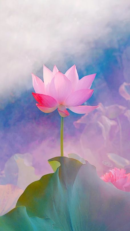 相逢在藕花深处的诗句,藕花深处等一场相逢