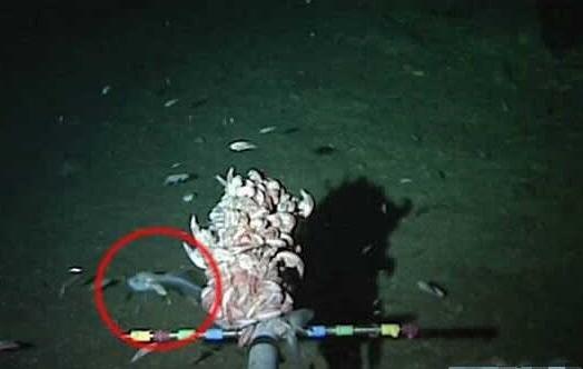 回顾世界最深的海沟,世界上最深的海沟神秘又可怕