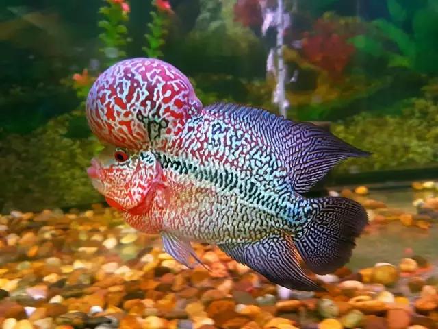 罗汉鱼是不是越凶越容易起头,古典罗汉鱼身板宽好吗