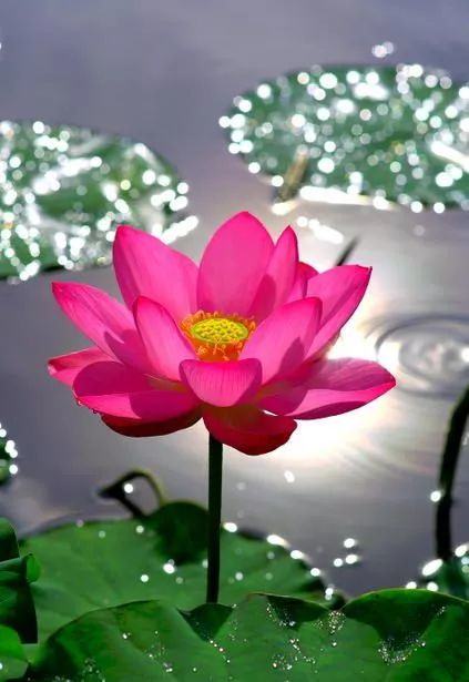 出淤泥而不染荷花之美,如果你是一朵出淤泥而不染的荷花