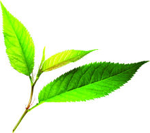 又苦又涩的茶叶,茶叶有点涩怎么解决