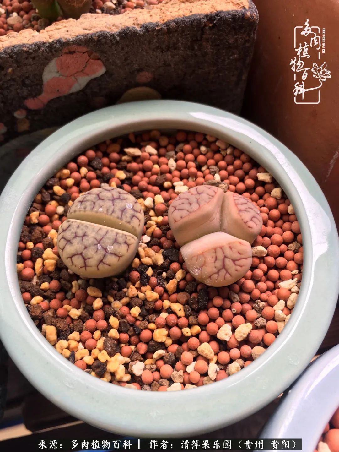 生石花庭院,晶莹剔透的生石花