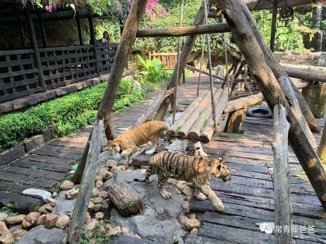 广州长隆游玩攻略水上乐园怎么去,过年去珠海长隆海洋王国游玩攻略