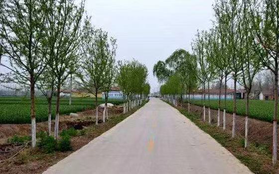 寮犲懆鑳℃潙,閲戜埂鍘垮徃椹晣寮犲懆鑳℃潙