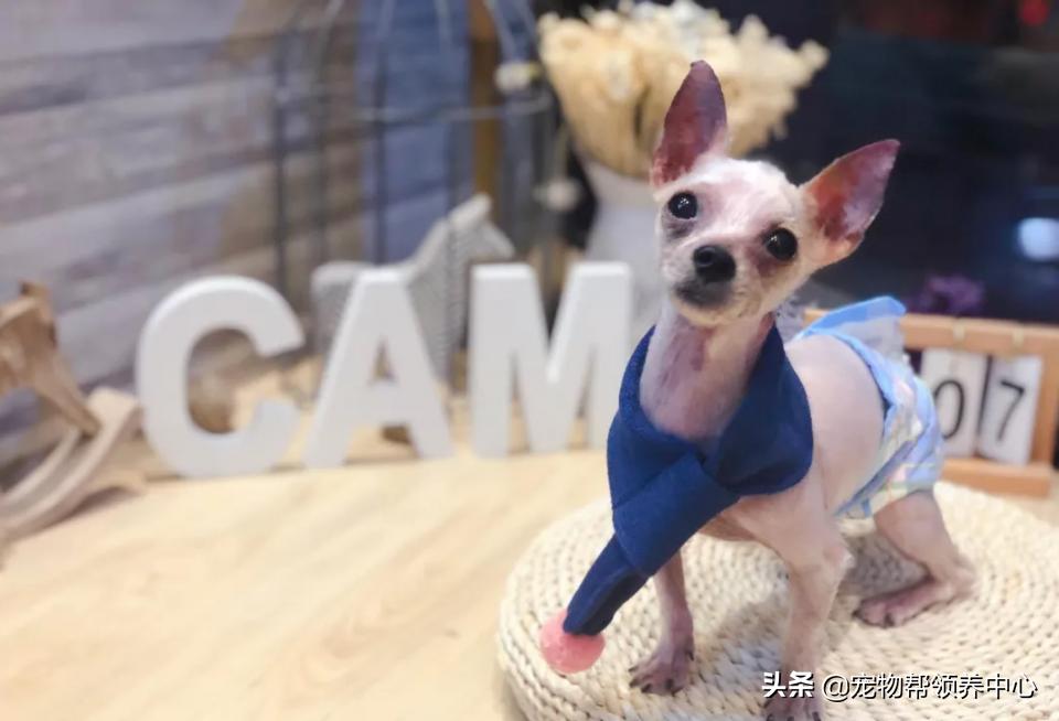 约克夏邋遢吗,约克夏脏兮兮