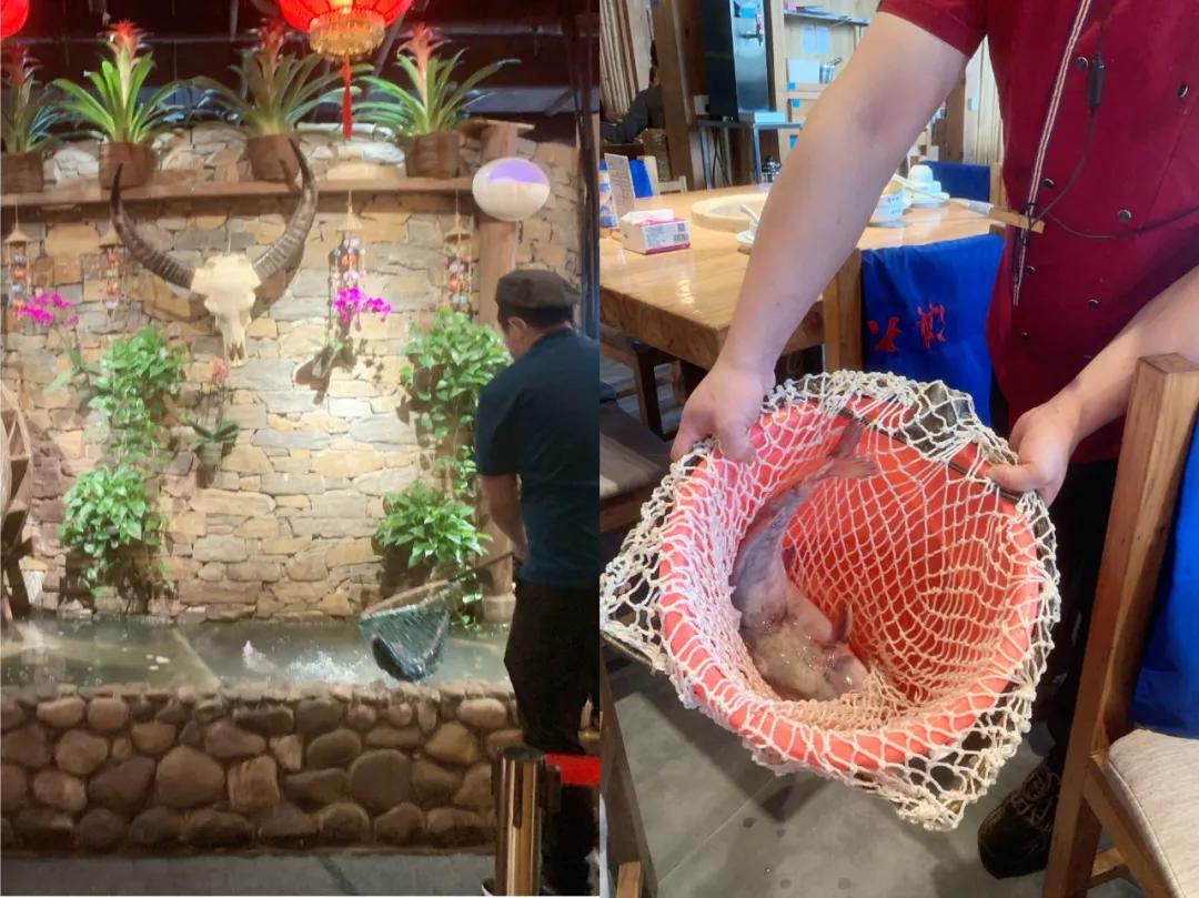 石锅鱼吸引人气,石锅鱼返场