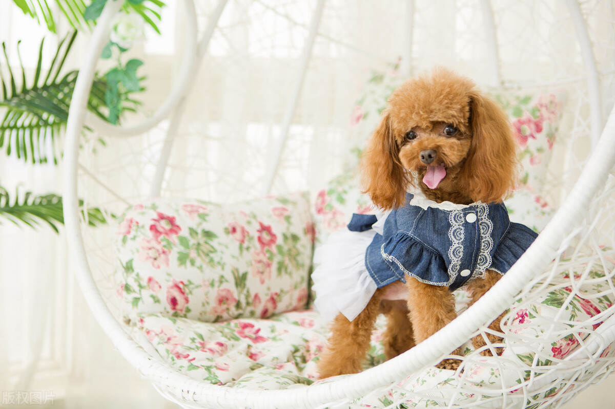 狗狗脓皮症可以用碘伏吗,狗狗脓皮病的症状是什么