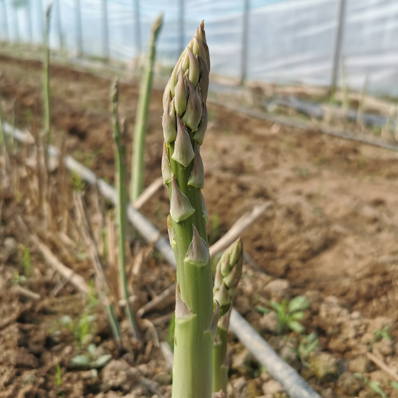 蔬菜芦笋的功效,芦笋蔬菜之王