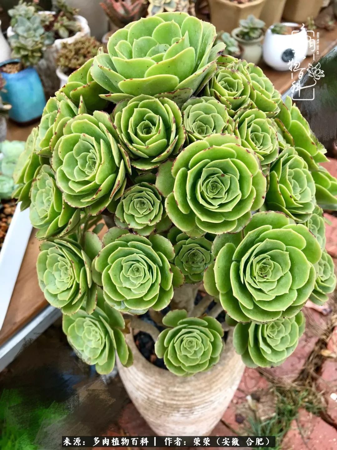 入秋后多肉是露养好还是室内养好,入夏后露养的多肉要搬进室内吗