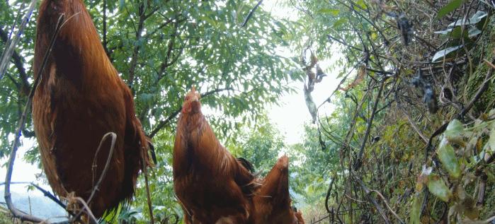 超有鸡味的阳山鸡,广东阳山鸡口感如何
