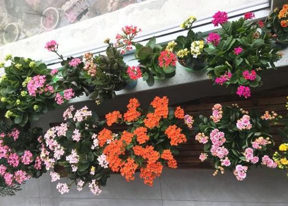 盆栽过期药片怎么处理,怎么用过期药片种花