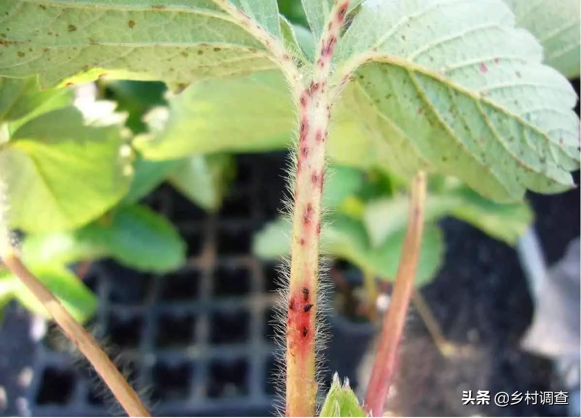 种植草莓的各种病害,草莓最全的病虫害防治方案
